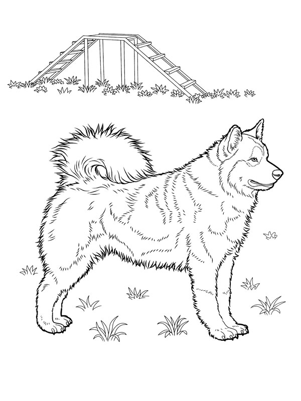 coloriage chien husky